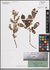 Foto von Salix cinerea L.